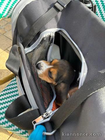 chiot beagle disponible pour adoption 