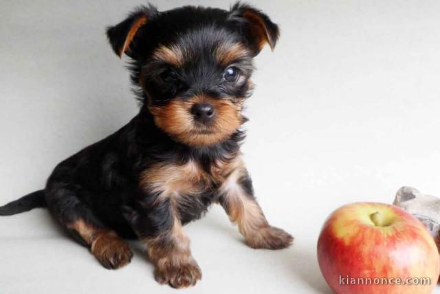 chiot Yorkshire à adopter 