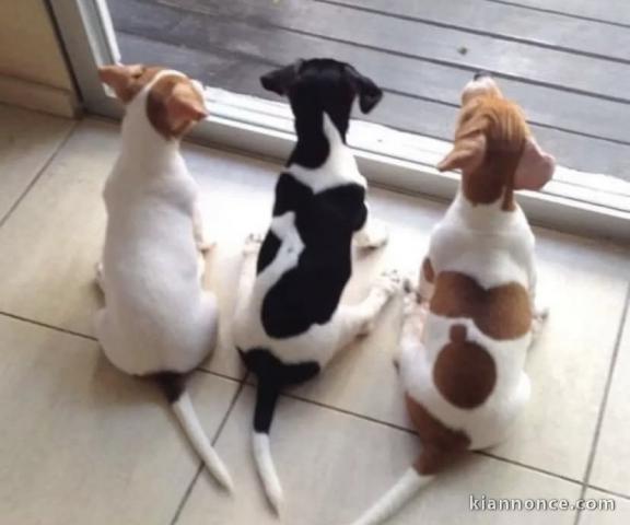 Adorables chiots jacks Russell 