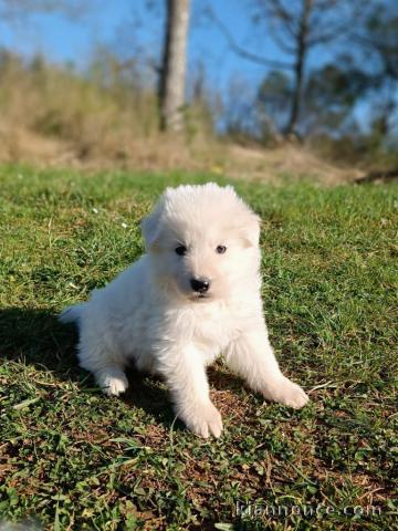 Adoption chiot berger blanc suisse lof 