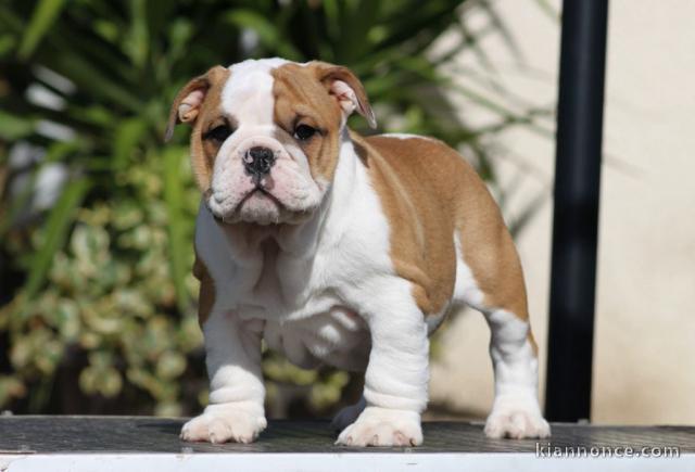 Bébé chiot bulldog anglais disponible 