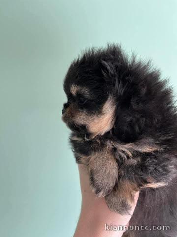 Je donne chiot spitz nain Poméranie 