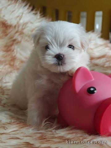 À adopter chiot bichon maltais 