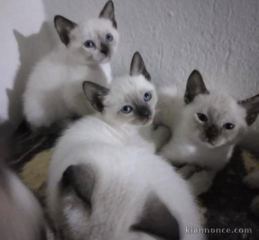 À donner chaton siamois 