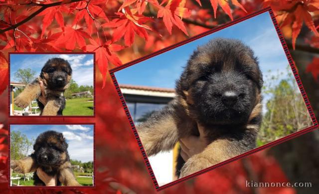chiot berger allemand à adopter 