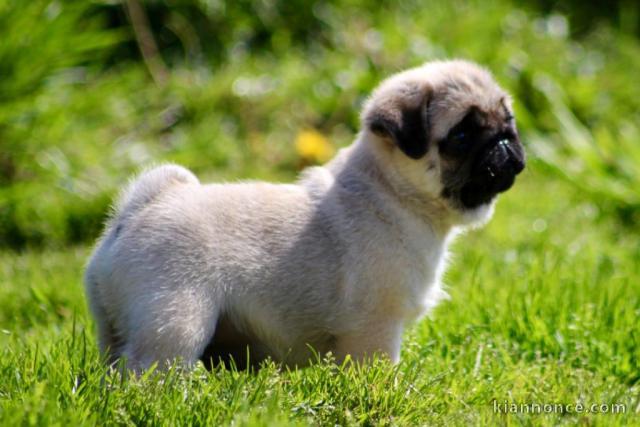 Je donne un Mâle carlin 