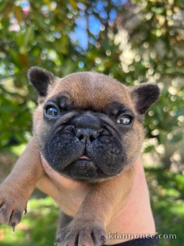Adorable chiot bouledogue français à vendre 
