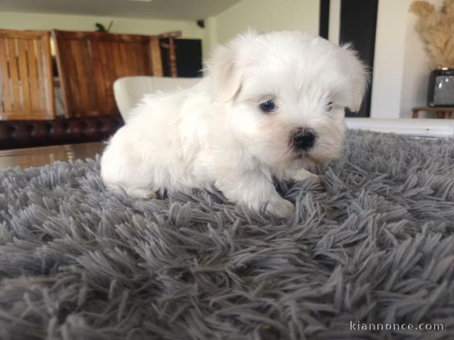 Un mâle bichon maltais disponible adopter 