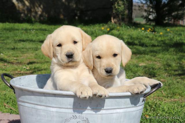 Adorable chiot labrador retriever pour adopter 
