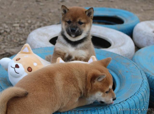 Très beau chiot Shiba inu a donner 