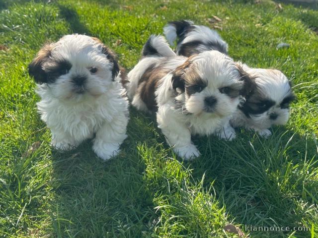 Dons chiot Shih Tzu disponible 