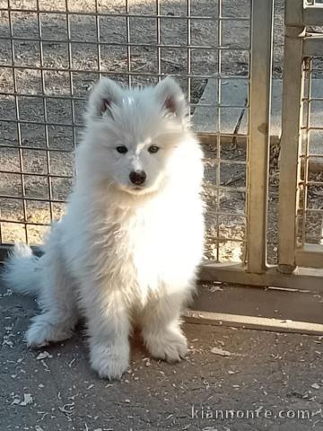 À adopter chiot samoyède disponible 