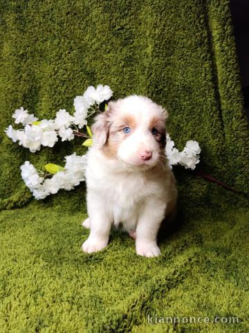 chiot berger australien disponible a donner 