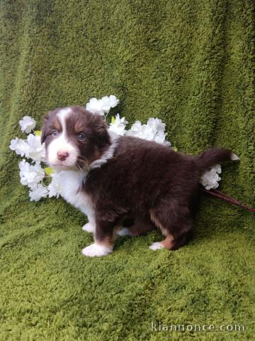 Adoption chiot berger australien disponible 