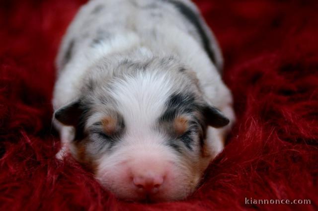 petit chiot berger australien 