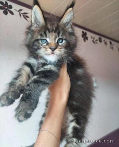 Chaton Maine coon a donner 