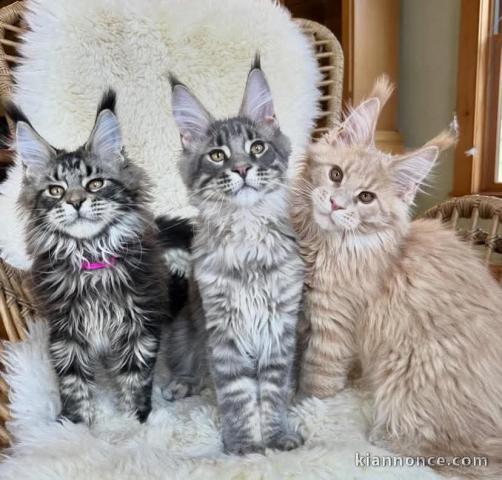 Adoption chatons maine coon mâle et femelle 
