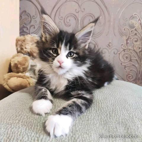 Chaton Maine coon adorable a donner 