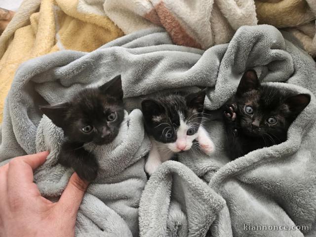 Je donne chaton disponible 