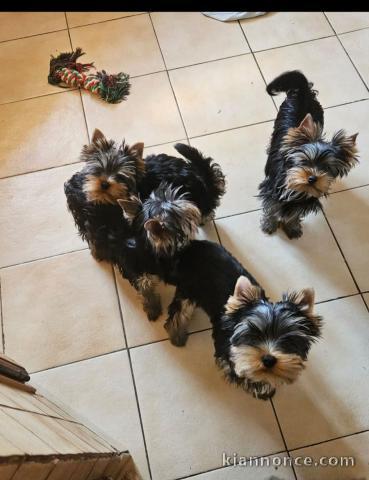 chiot Yorkshire à adopter 