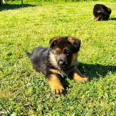 chiot berger allemand à adopter 