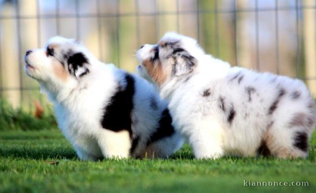 Magnifique chiot berger australien 
