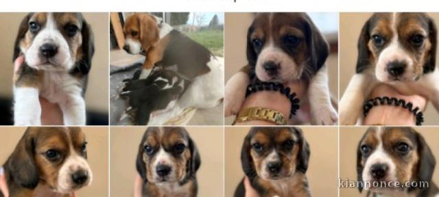 je donne chiot beagle disponible 