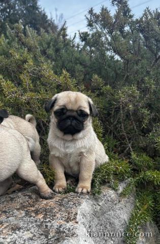 bébé chiot carlin disponible 