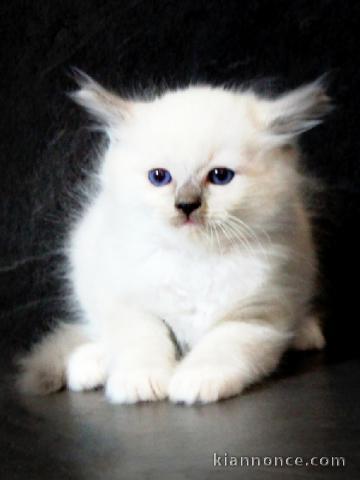 bébé chaton ragdoll à donner 
