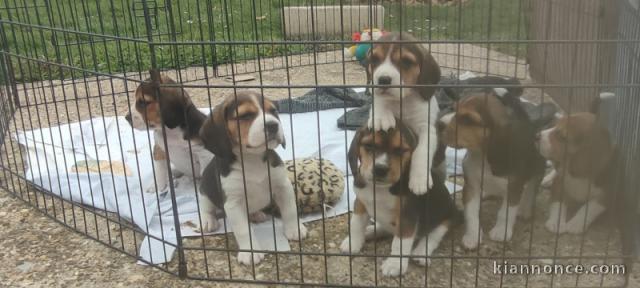Dons chiot beagle disponible 