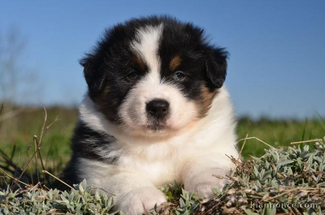 chiot berger australien mâle adorable 