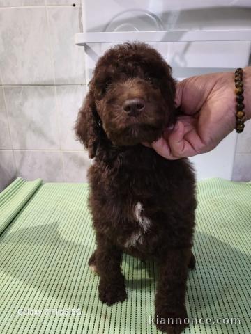 chiot caniche a donner 