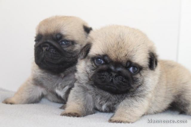 bébé chiot carlin a donner 