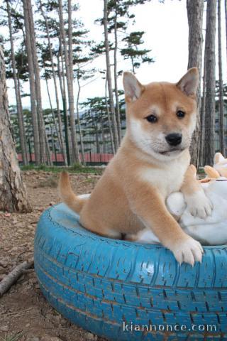 chiot Shiba inu a donner 