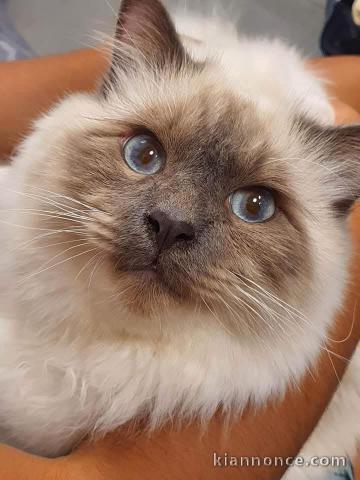 je donner chaton sacré brimanie 