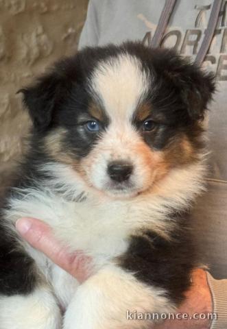 À adopter chiot berger australien 