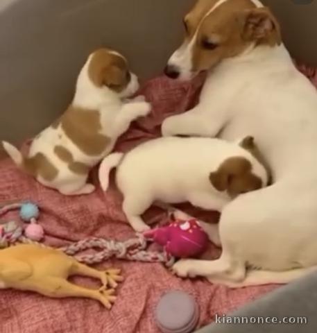 Magnifiques chiots jacks Russell 