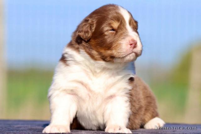 je donne chiot berger australien mâle 