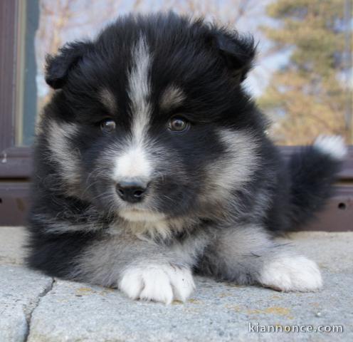 chiot berger australien disponible pour adoption 