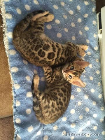 chaton Bengal pour adoption 