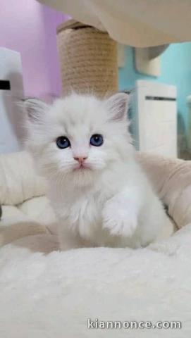 adorable chaton sacré brimanie a donner 