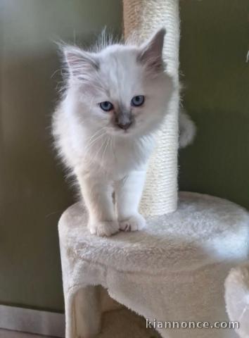 chaton sacré brimanie a donner 