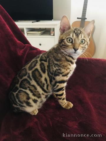 Chaton Bengal à vendre