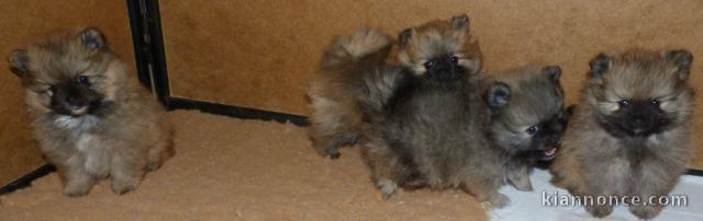 chiot spitz nain disponible pour adoption 