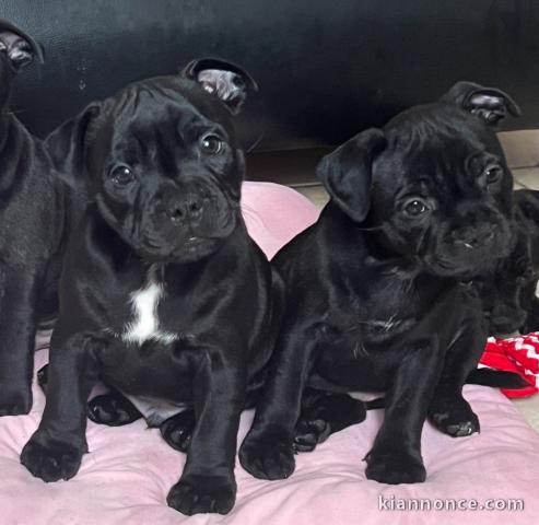 chiot type staffie aux yeux bleus 