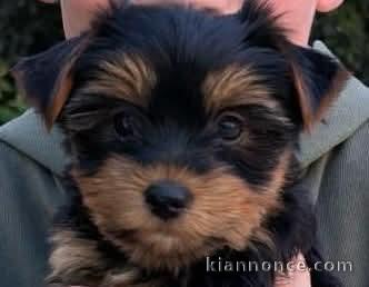 chiot York disponible à adopter 