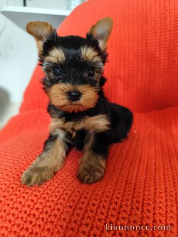 femelle chiot Yorkshire terrier 