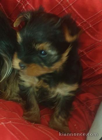 je donne chiot York mâle disponible 
