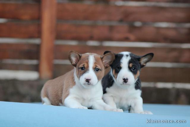 Basenji chiots à vendre