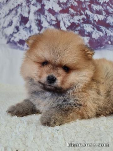 chiot spitz nain adorable 